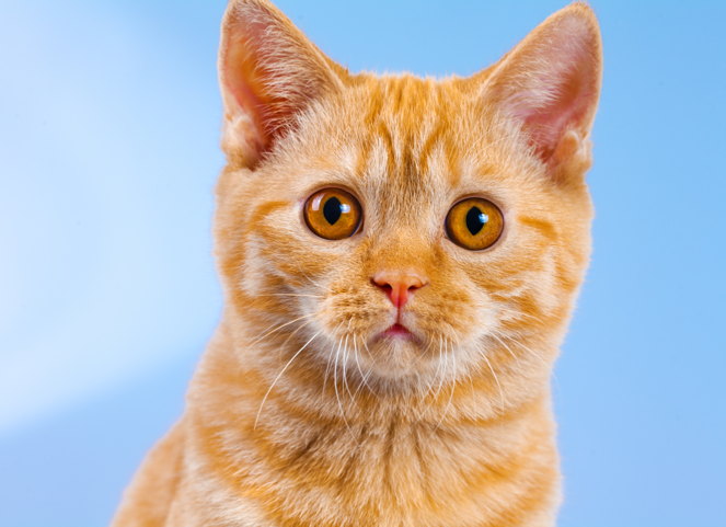 Maximizing Rental Returns with Pet Policies: Zillow's Guide for Landlords